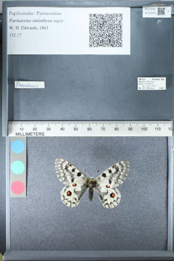 Media type: image;   Entomology 152373